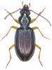 Sinechostictus ruficorne